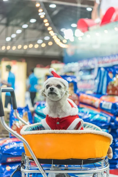 Сладкая собака с платьем Санта-Клауса и легким боке — стоковое фото