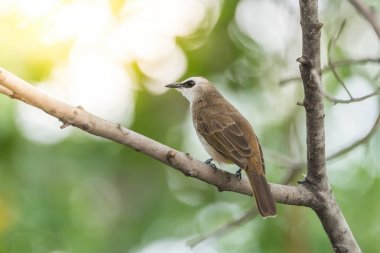 Vahşi doğada ağaçta kuş (sarı Bacalı bülbül)