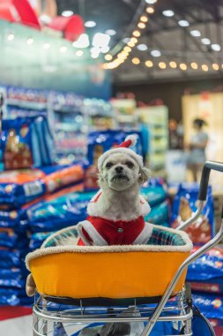Tatlı köpek Noel Baba elbise ve hafif bokeh ile