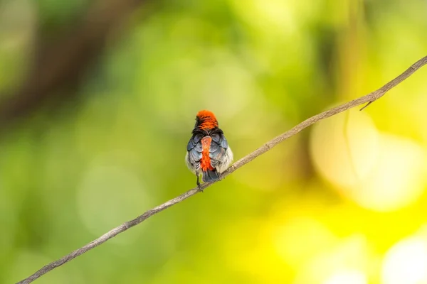 Bird (Scarlet-backed Flowerpecker) in nature wild — Stock Photo, Image