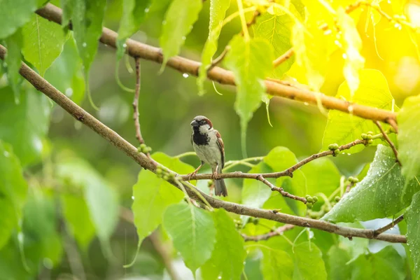 Pássaro (Pardal de Casa) em árvore em uma natureza selvagem — Fotografia de Stock