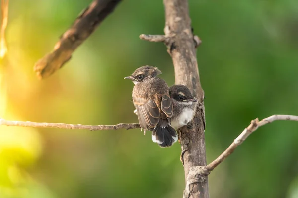 Dos pájaros (Malaysian Pied Fantail) en la naturaleza salvaje — Foto de Stock