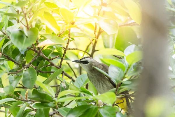 Pájaro (Bulbul de ventilación amarilla) en el árbol en la naturaleza salvaje —  Fotos de Stock