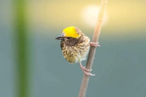 Vogel (gestreifter Weber) auf Baum in freier Natur — Stockfoto