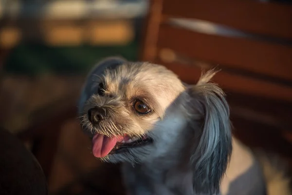 Hunden sitter i café tittar på något — Stockfoto