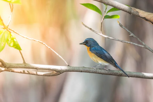 野生の自然の中の鳥 (の青いヒタキ) — ストック写真