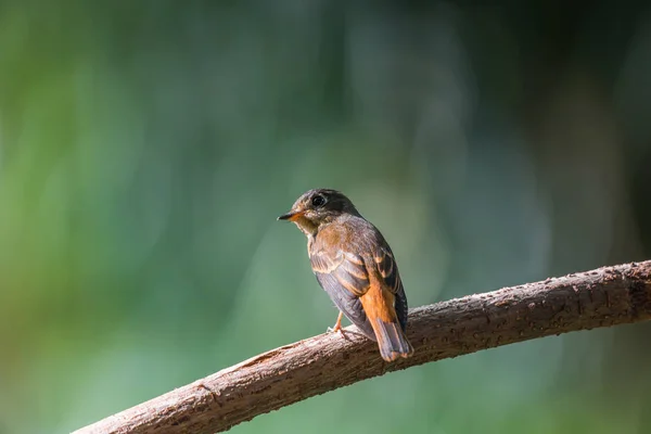 Pássaro (Flycatcher Ferruginoso) na natureza selvagem — Fotografia de Stock