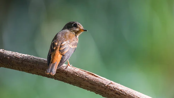 Uccello (Ferruginous Flycatcher) in natura selvatica — Foto Stock