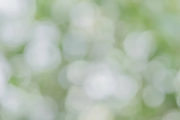 Fundo bokeh abstrato verde de folha e luz — Fotografia de Stock