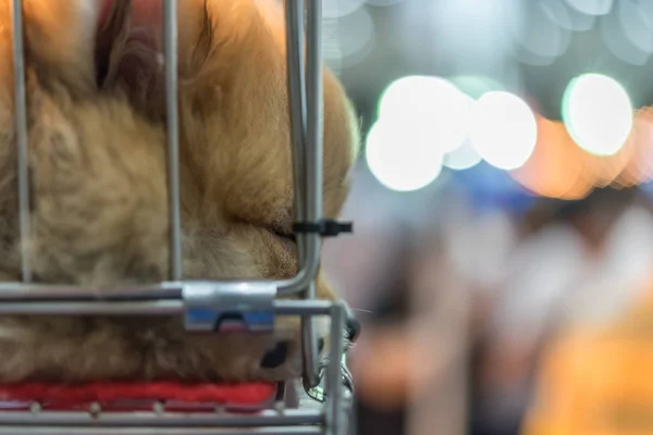 Puppy pomeranian breed in cage dog with sadness — Stock Photo, Image