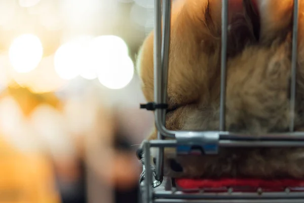 Cachorro pomeranian crianza en jaula perro con tristeza — Foto de Stock