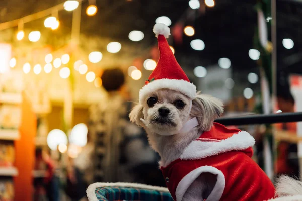 Sweet dog with santa claus dress and light bokeh — Stock Photo, Image