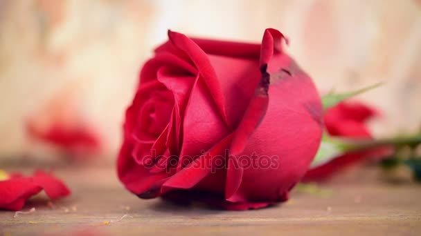 Red Rose Flower Nature Beautiful Flowers Garden Petal Red Rose — Stock Video