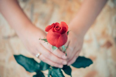 Sevgililer günü insan eliyle kırmızı gül çiçek