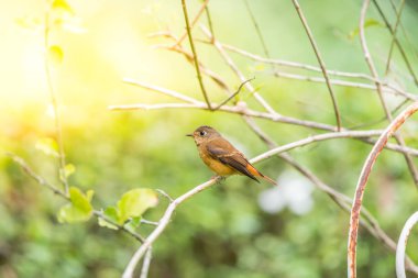 Vahşi doğada kuş (Ferruginous sinekkapan)