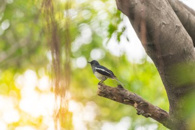 Vahşi doğada kuş (oryantal Saksağan-robin)