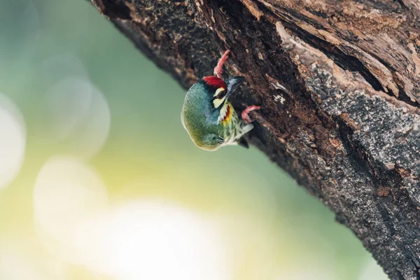 Pájaro (barbudo de Coppersmith) en el árbol en una naturaleza salvaje —  Fotos de Stock