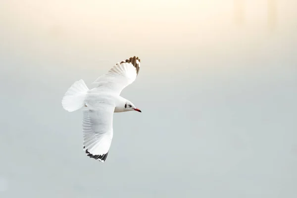 Pássaro (Laridae) voando no céu em um mar da natureza — Fotografia de Stock