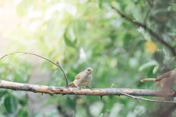 (Ράβδωση-eared bulbul) πουλί σε δέντρο στην άγρια φύση — Φωτογραφία Αρχείου