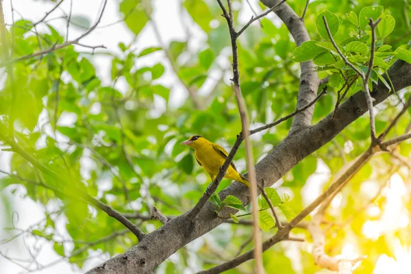 Vogel (Schwarznapfpirol) in freier Natur — Stockfoto