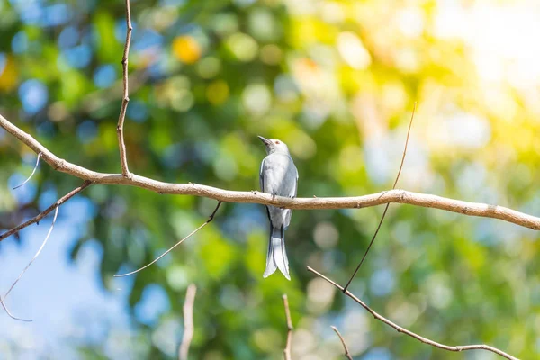 Птица (Ashy Drongo) на дереве в природе дикой — стоковое фото