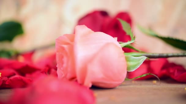 粉红色玫瑰和红色玫瑰花自然美丽的花朵从花园和花瓣的红色玫瑰花在木地板与复制空间在情人节 婚礼或浪漫的爱情概念 — 图库视频影像