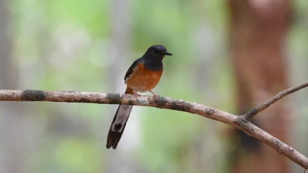 Mâle De Loiseau Shama à Croupion Blanc Ou Copsychus Malabaricus Sont Noir Brillant Avec Un Ventre Marron Et Plumes Blanches Sur La Croupe Et La Queue Externe Perché Sur Un Arbre Dans Une Nature