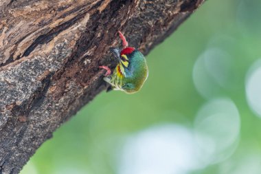 Vahşi doğada ağaçta kuş (Coppersmith kaniş)