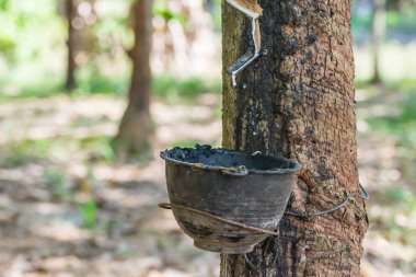 Kauçuk ağacı doğal kauçuk ile damla plantasyonunda
