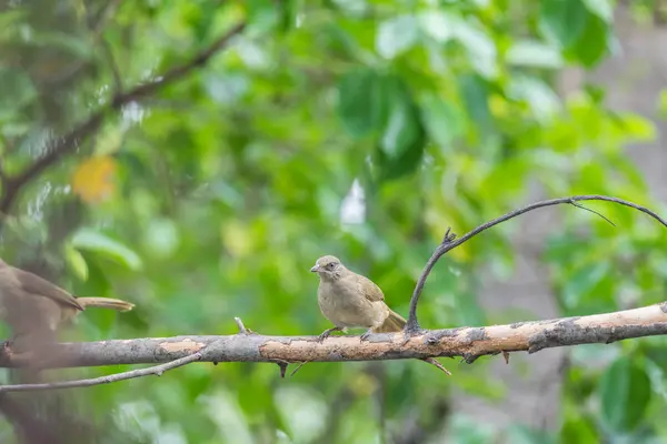 Ptak (Streak bilbili) na drzewo w dzikiej przyrody — Zdjęcie stockowe