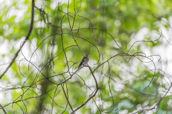 Птах (азіатських коричневий мухоловка) в дикої природи — стокове фото