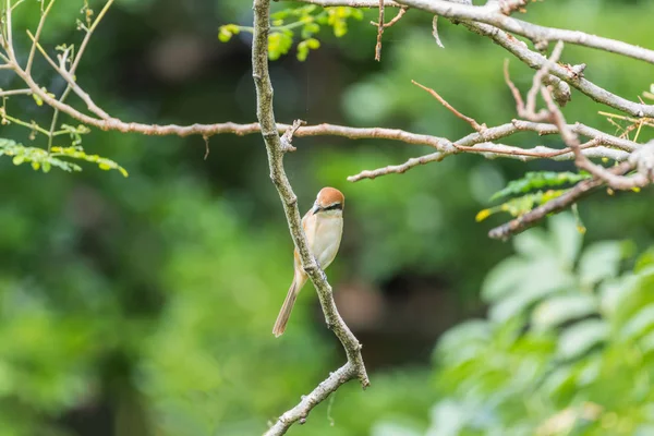 Oiseau (Pie-grièche brune) sur arbre dans une nature sauvage — Photo