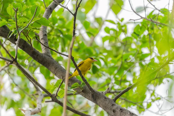 Pájaro (Oriol de Napa Negra) en una naturaleza salvaje — Foto de Stock