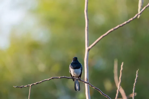 Uccello (Oriental gazza-pettirosso) in una natura selvaggia — Foto Stock