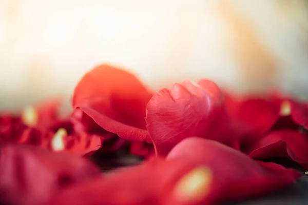 Rosa roja en el suelo de madera en San Valentín —  Fotos de Stock