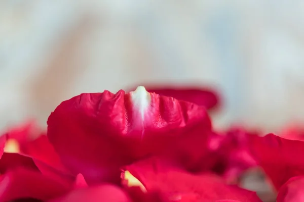Rosa roja en el suelo de madera en San Valentín —  Fotos de Stock