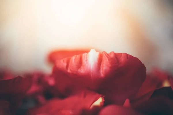 Rosa roja en el suelo de madera en San Valentín —  Fotos de Stock