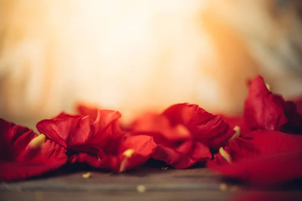 Pétalo Rosa Roja Naturaleza Hermosas Flores Del Jardín Para San —  Fotos de Stock