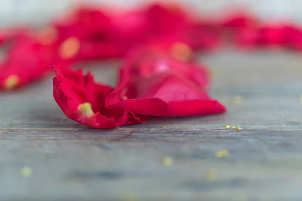 Rote Rosenblüte auf Holzboden zum Valentinstag — Stockfoto