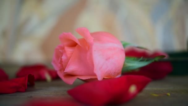 Pink Rose Flower Nature Beautiful Flowers Garden Petal Red Rose — Stock Video