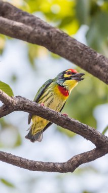 Vahşi doğada ağaçta kuş (Coppersmith kaniş)