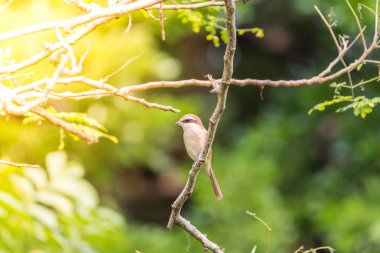 Vahşi doğada ağaçta kuş (Kahverengi örümcek kuşu)