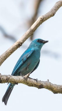 Vahşi doğada ağaçta kuş (Verditer sinekkapan)