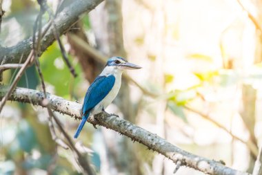 Vahşi doğada kuş (beyaz yakalı kingfisher)