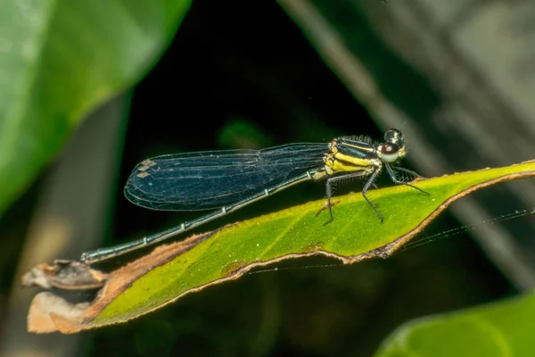 Macro de inseto libélula em amarelo e preto — Fotografia de Stock