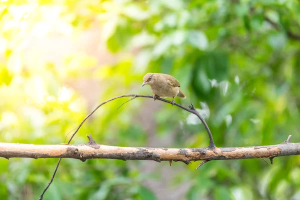 Fågel (strimma-eared bulbul) på träd i naturen vilda — Stockfoto