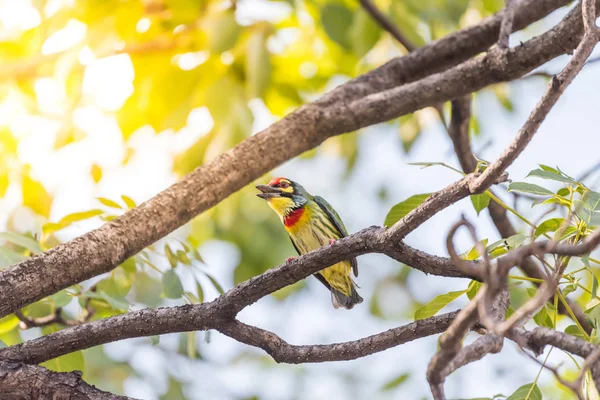 Vogel (Kupferschmied Barbet) auf Baum in freier Natur — Stockfoto