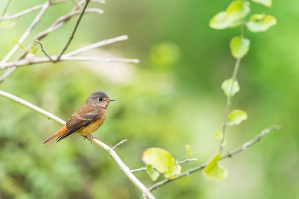 Aves (Ferruginous Flycatcher) en la naturaleza silvestre — Foto de Stock