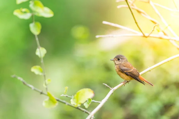 野生の自然の中の鳥 (鉄サンコウチョウ) — ストック写真