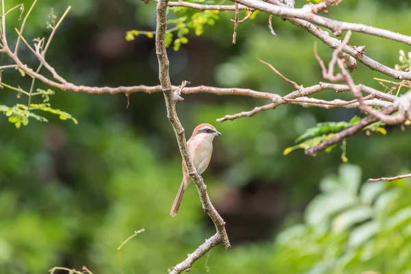 Pájaro (Marrón shrike) en el árbol en una naturaleza salvaje — Foto de Stock
